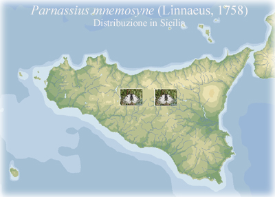 La Parnassius mnemosyne in Sicilia (Lep., Papilionidae)